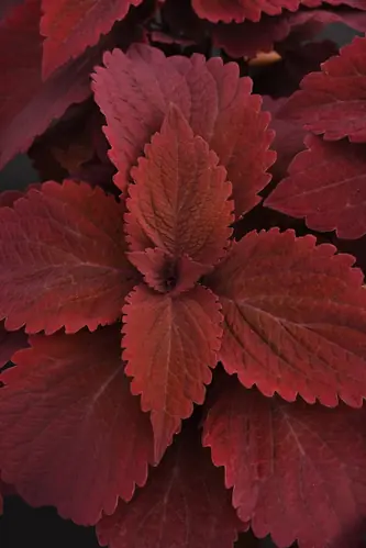 Coleus Premium Sun Sweet Paprika